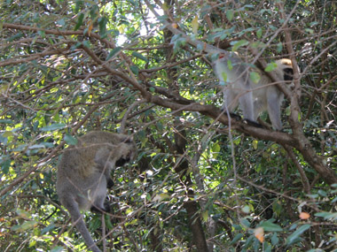 Monos en el Rhino Tourist Camp
