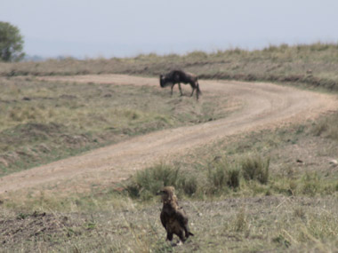 Steeped eagle in Maasai Mara