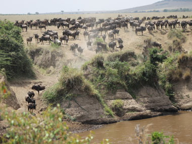Wildebeest in a crossing attempt