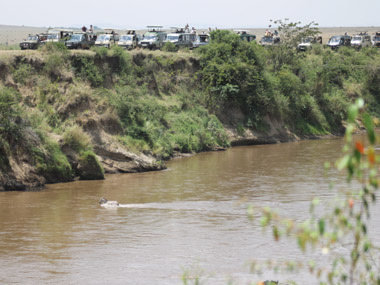 Cebra cruzando el río Mara