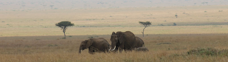 Elefantes en el Mara Triangle