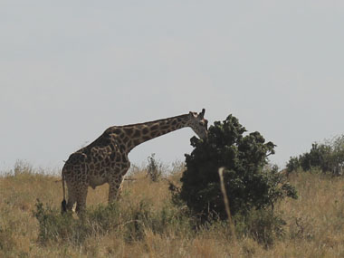 Giraffe feeding in Maasai Mara