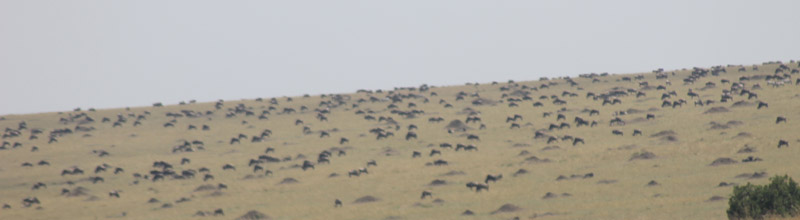 Great migration in Maasai Mara