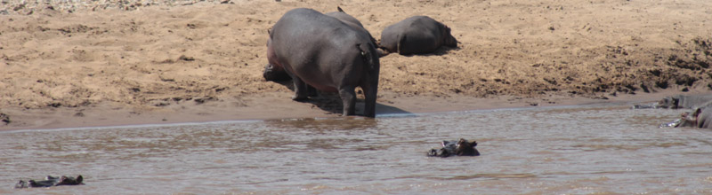 Hippos under bridge over river Mara