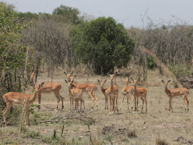 Impalas en el Mara Triangle