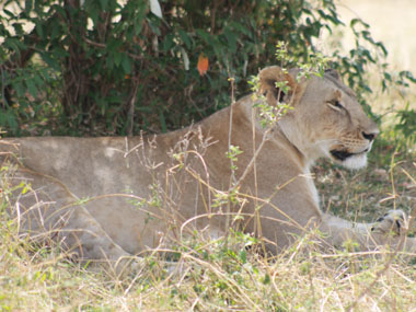 Leona en Masai Mara