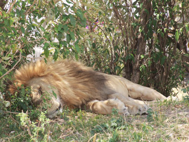 León macho haciendo la siesta