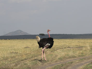 Ostrich in Maasai Mara