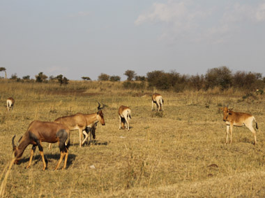 Topis en Masai Mara