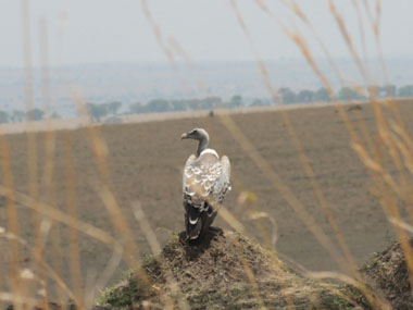 Vulture in Mara Triangle