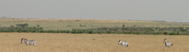 Cebras entre el paisaje de Masai Mara