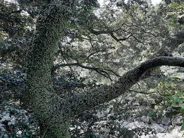 Vegetation at Cheongjeyeon first waterfall