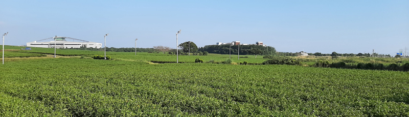 Tea plantation in OSulloc