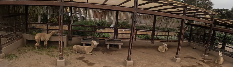 Guanacos en Huaca Pucllana