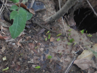 Leafcutter ants in the Amazon rainforest