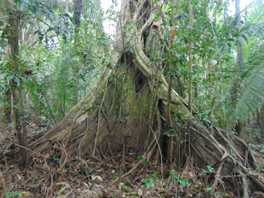 Walk through the Amazon rainforest
