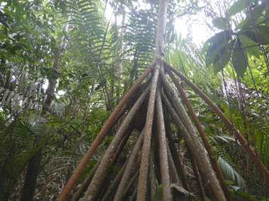 Walk through the Amazon rainforest