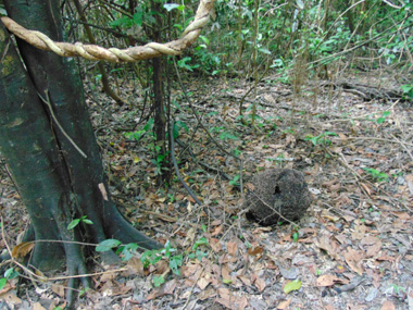 Termite mound in the Amazon rainforest