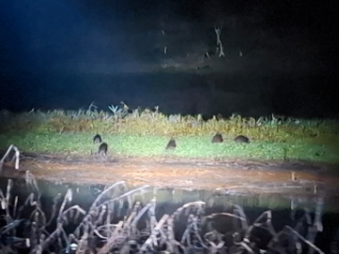 Capybaras in the Amazon rainforest