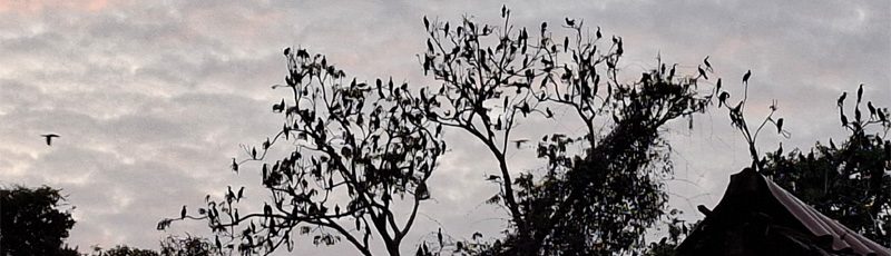 Birds gathering at dusk