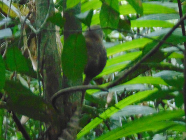 Pygmy marmoset in the Amazon rainforest