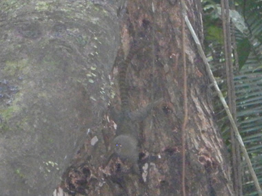 Pygmy marmoset in the Amazon rainforest