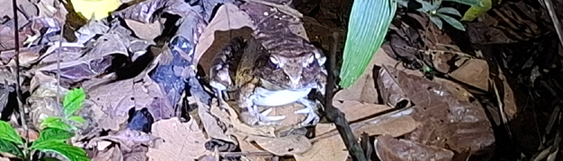 Big frog in Amazon