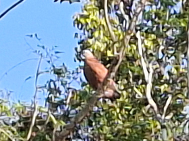 Fishing hawk in Amazon