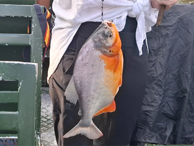 Big piranha in Amazon