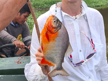 Big piranha in Amazon
