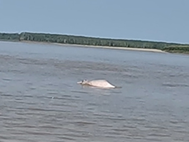 Pink dolphin in Amazon