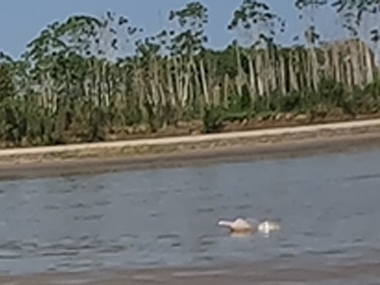 Pink dolphin in Amazon