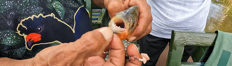 Piranha in Amazon