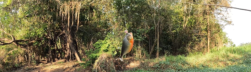 Fishing piranha in Amazon