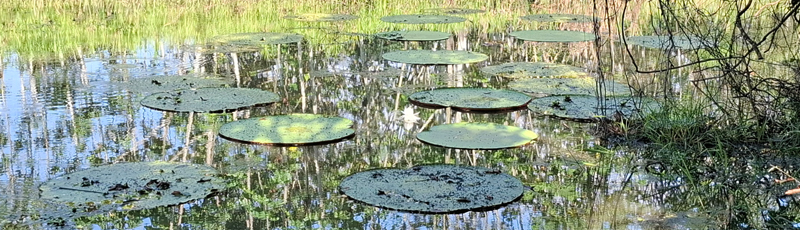 Regina Victoria in Amazon