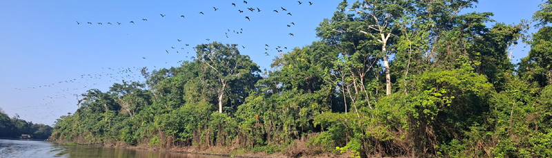 flock of cormorants in Amazon