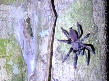 Tarantula in Amazon