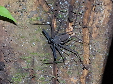 Whip scorpion in Amazon
