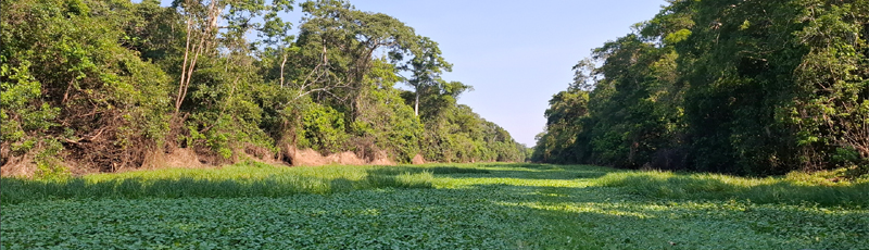 Looking for anaconda in Amazon