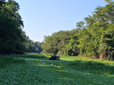 Looking for anaconda in Amazon