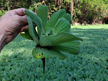 Looking for anaconda in Amazon