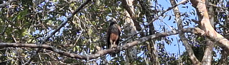 Hawk in Amazon