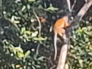 Monkey in Amazon