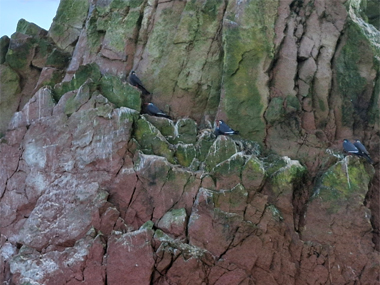 Aves marinas en Isla Ballestas