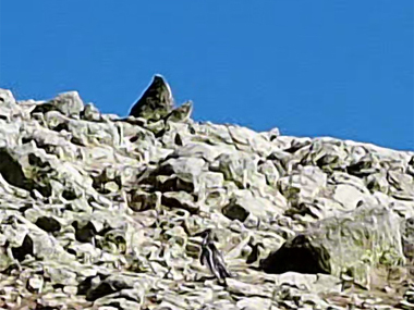 Ping�ino en Isla Ballestas