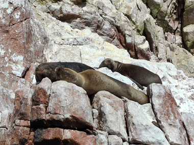 Leones marinos en Isla Ballestas
