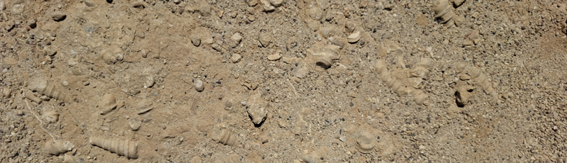 F�siles en Paracas