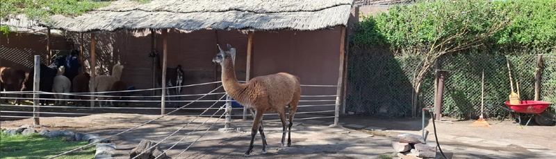 Mundo alpaca en Arequipa
