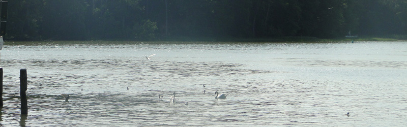 Swan family in Masurian lakes