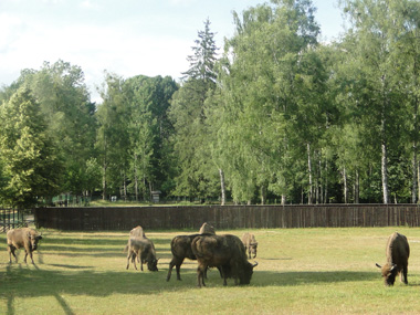 European bison in Reserve Zubrow